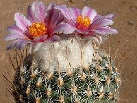 Turbinicarpus saueri septentrionalis Monterrey JM.jpg